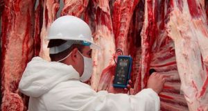 veterinário para inspeção nos frigoríficos