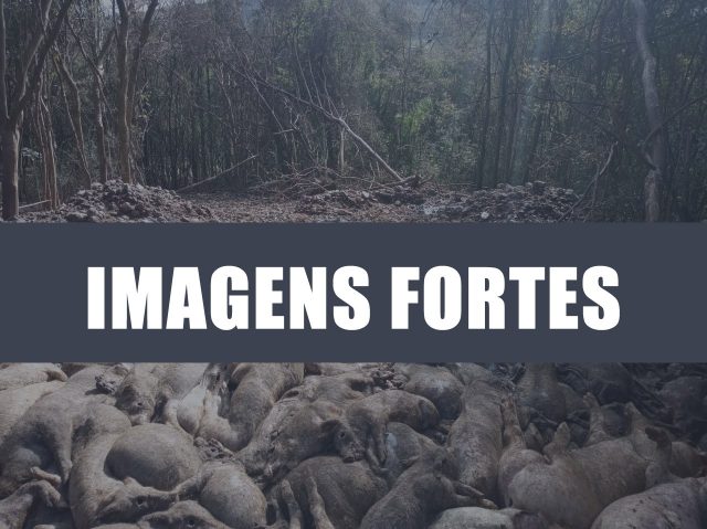 SUÍNOS MORTOS