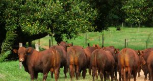 Santa Silvéria venderá 60 touros Bonsmara de dois anos no dia 28 de agosto