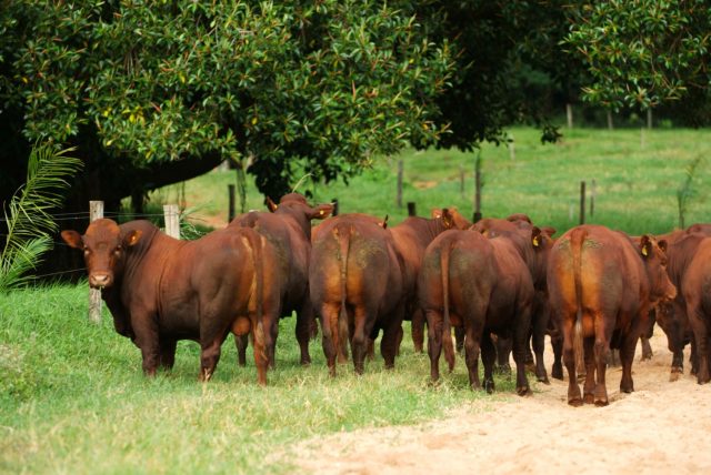 Santa Silvéria venderá 60 touros Bonsmara de dois anos no dia 28 de agosto
