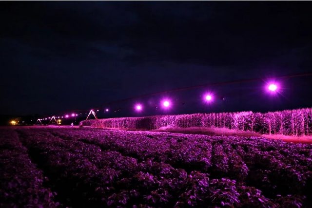 SUPLEMENTAÇÃO LUMINOSA no pivô