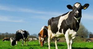 Aumento da taxa de prenhez amplia produtividade até mil litros de leite por ano