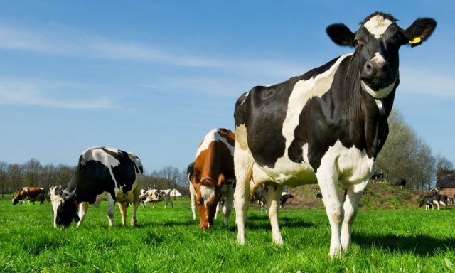 Secagem de vacas leiteiras