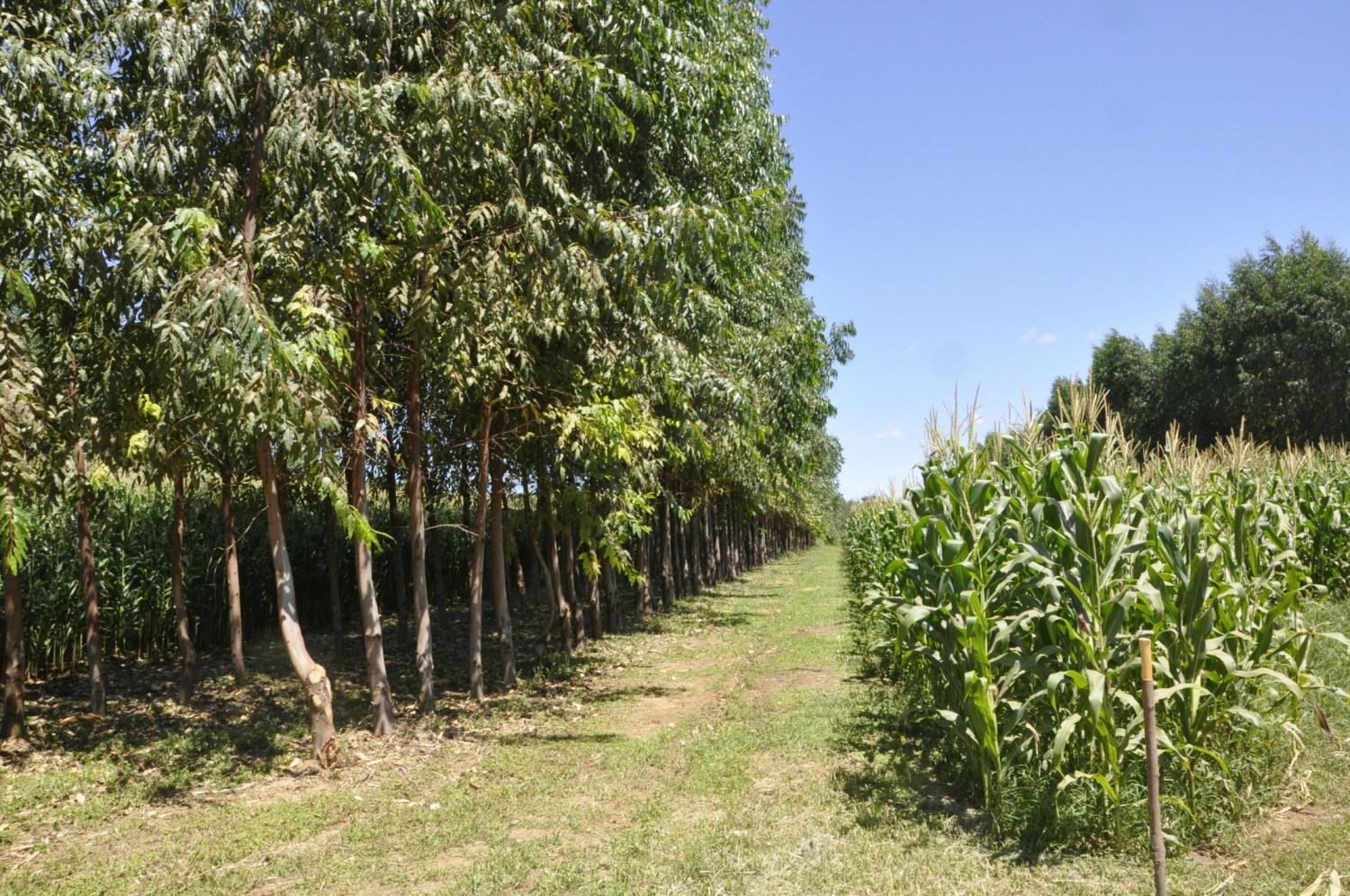 Sistema de Integração Lavoura-Pecuária-Floresta (ILPF) implantado na Fazenda Santa Brígida, em Ipameri