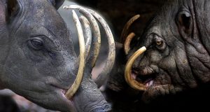 Sobre o Babirussa -Babyrousa celebensis 3