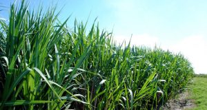 Tecnologias para o aumento da produção da cana-de-açúcar é tema do Dia de Campo na TV