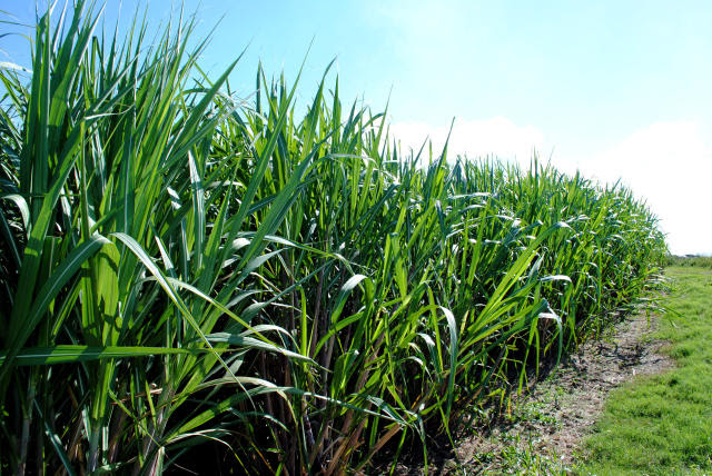 Tecnologias para o aumento da produção da cana-de-açúcar é tema do Dia de Campo na TV