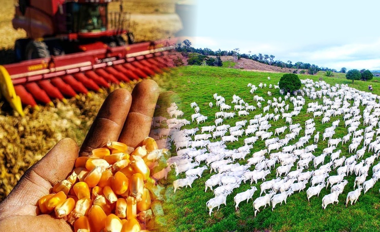 Agricultura 🌿 e Pecuária 🐂 – Qual o melhor investimento? - Compre Rural
