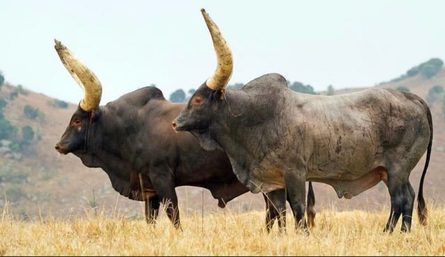 ankole watusi cattle ankole watusi cattle