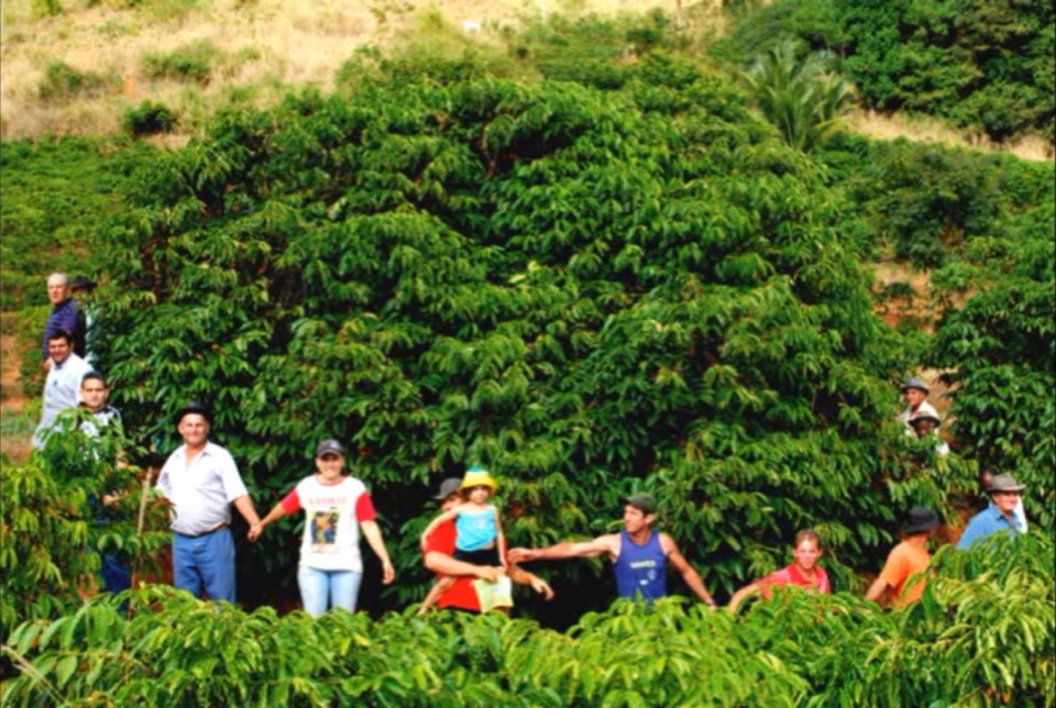 Produtor de café conilon do Brasil tenta recuperar mercado