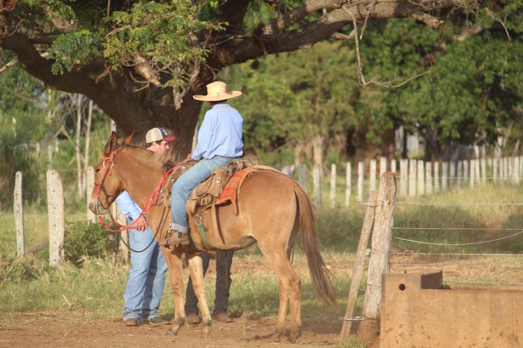 campeiro vaqueiro no cavalo