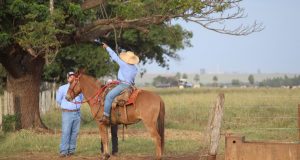 campeiro vaqueiro no cavalo 2