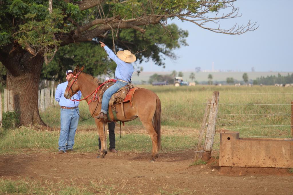 campeiro vaqueiro no cavalo 2