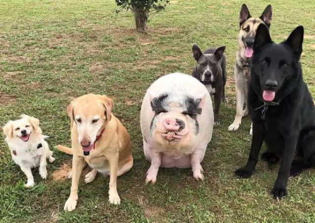 cao pensa que e cachorro 1