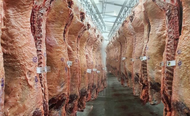 carcacas bovinas da raca angus carcacas bovinas da raca angus
