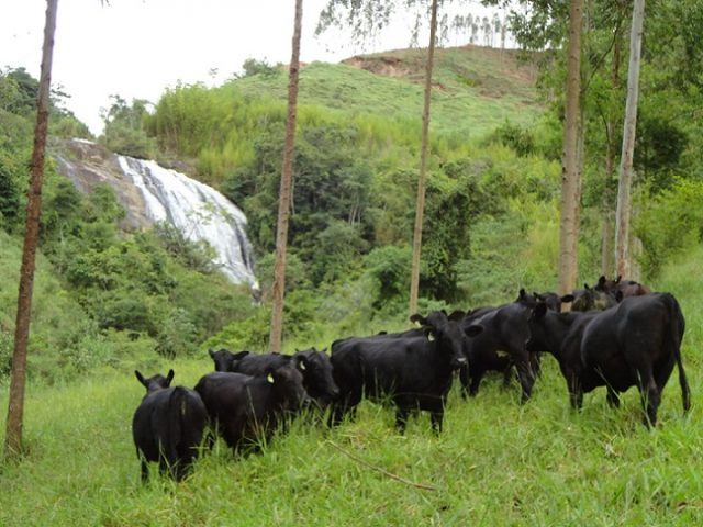 caso-de-sucesso-fazenda-triqueda-coronel-pacheco-pecuaria-regenerativa