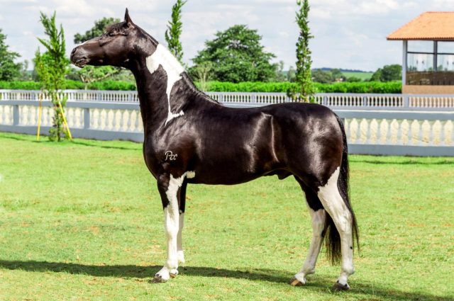 cavalo-franco-do-pec