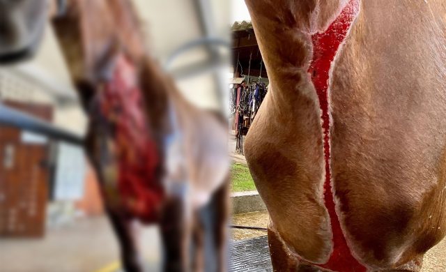 cavalo se recupera de aplicacao errada de medicacao na tabua do pescoco cavalo se recupera de aplicacao errada de medicacao na tabua do pescoco