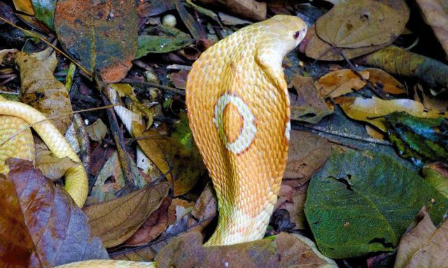 cobra-naja-kaouthia-conhecida-como-naja-de-monoculos