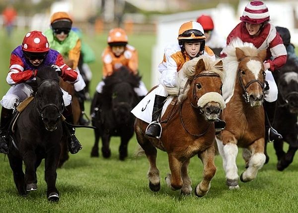 shetland-ponies-racing
