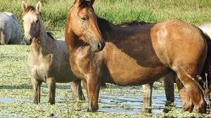 Conheça o Cavalo Pantaneiro, rústico e versátil - CompreRural