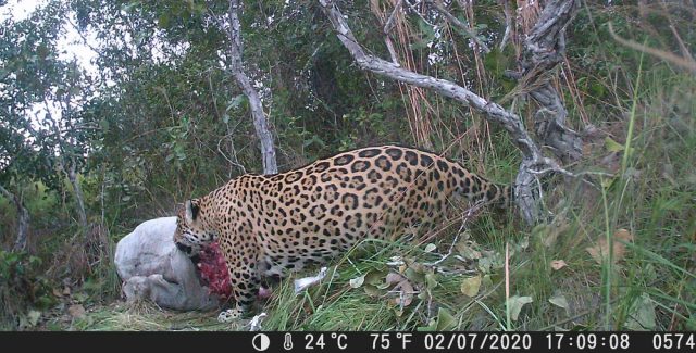 Pousada registra onça-pintada se alimentando Pousada registra onça-pintada se alimentando