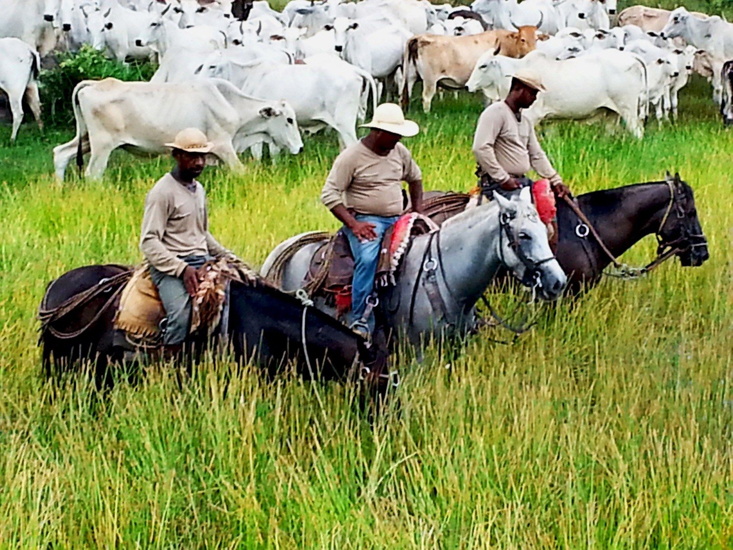 Montaria em cavalo pantanal 