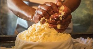 fabricando queijo mineiro canastra