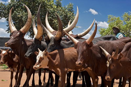 gado africano ankole watusi 4