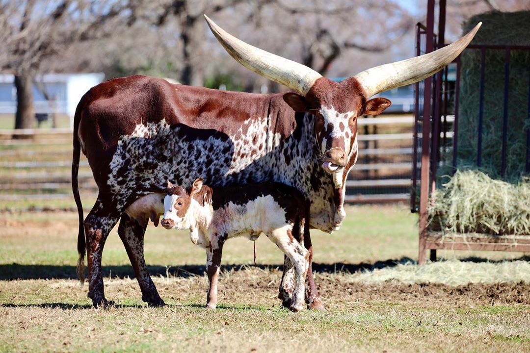 gado africano ankole-watusi