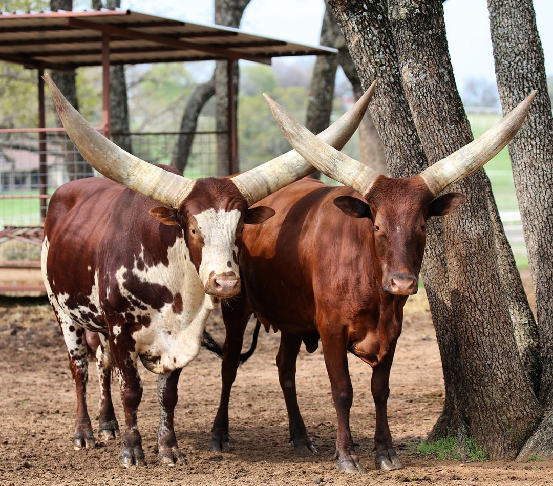 gado africano ankole-watusi