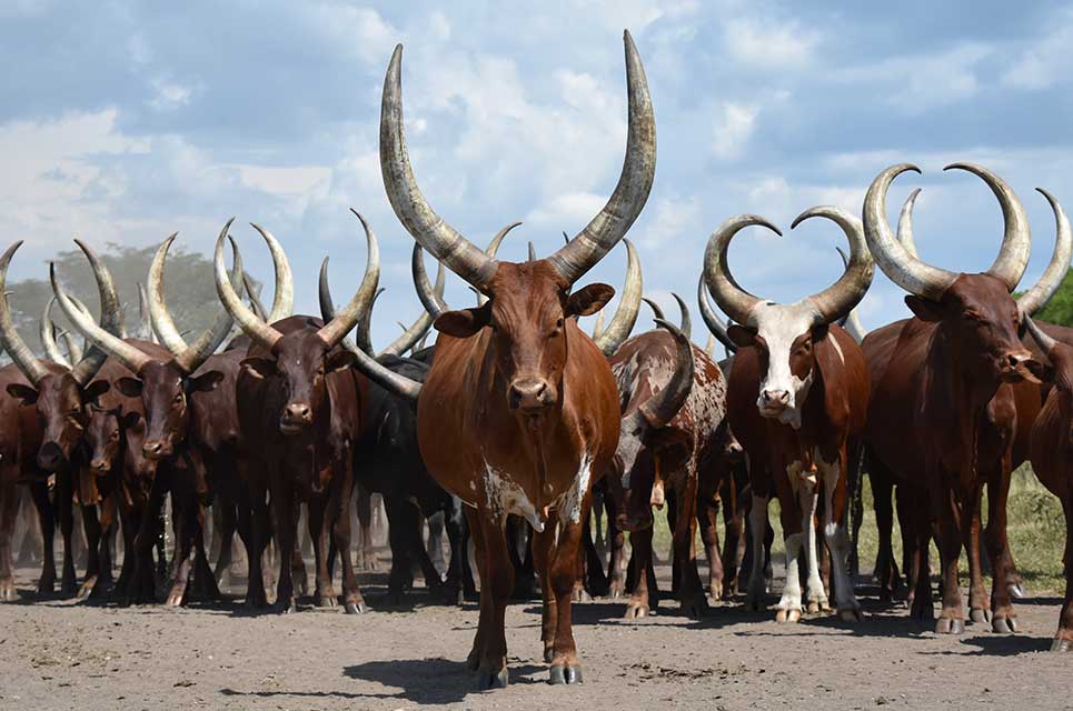 gado africano ankole watusi 4