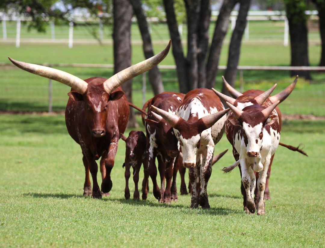 gado africano ankole-watusi