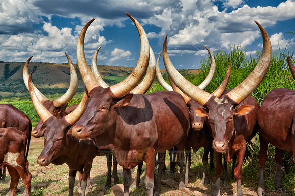 gado africano ankole watusi 4