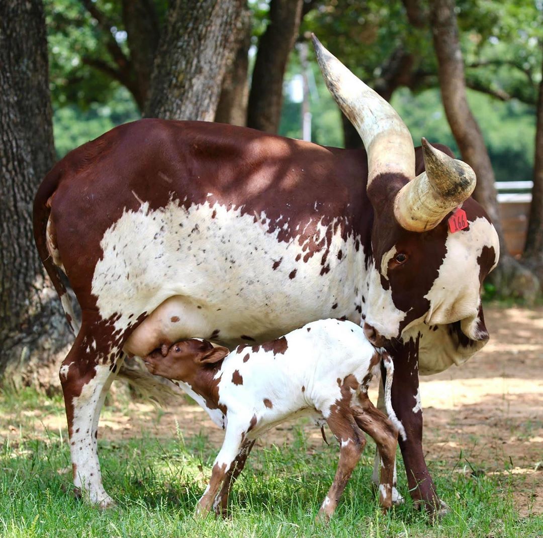 gado africano ankole-watusi