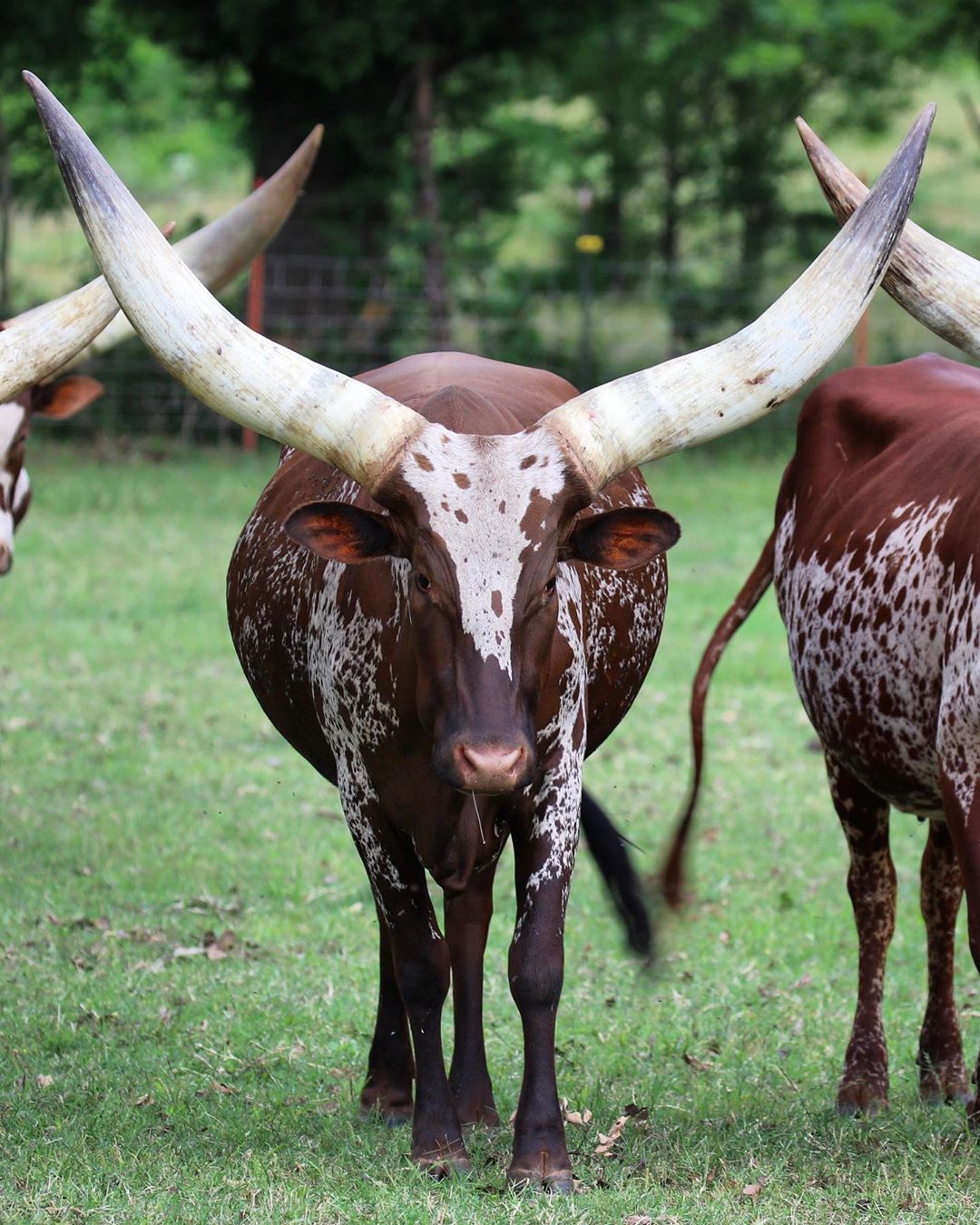 gado africano ankole-watusi