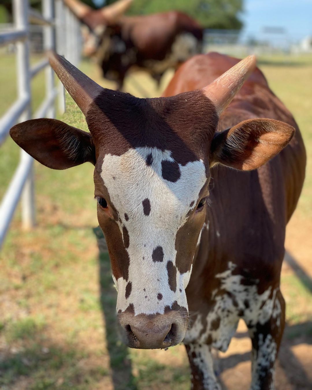 gado africano ankole-watusi