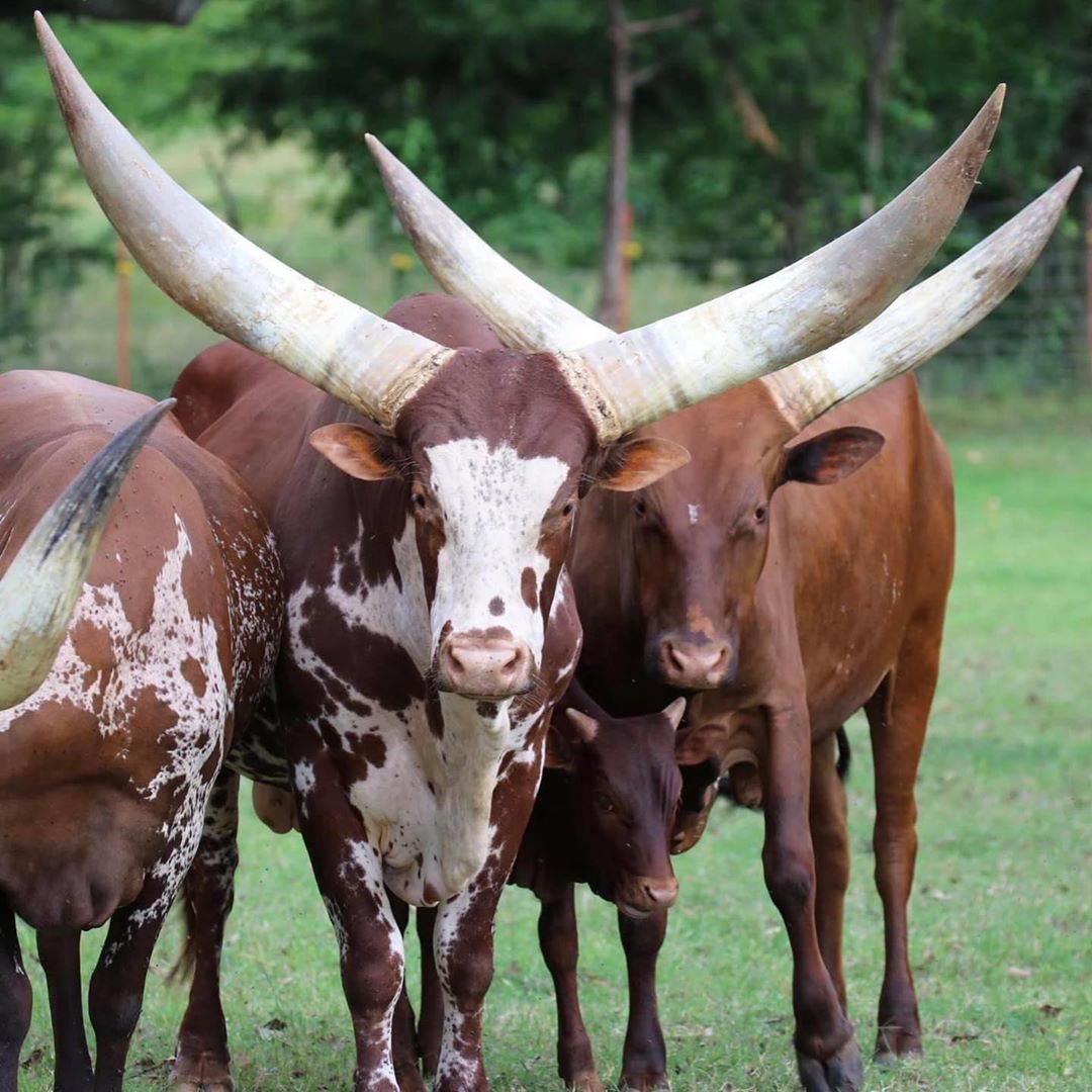 gado africano ankole-watusi