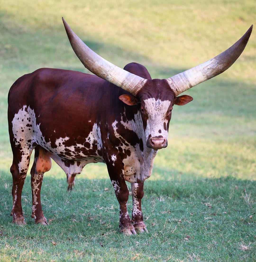 gado africano ankole-watusi