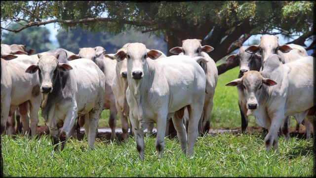 gado nelore no pasto gado nelore no pasto