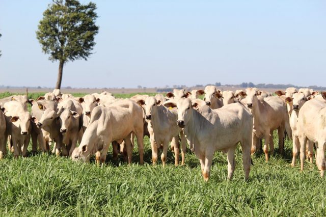gado nelore no pasto bom 1 gado nelore no pasto bom