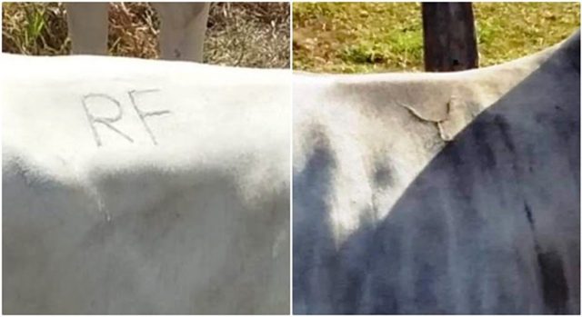 gado roubado novilhas