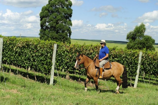 galvao bueno montado cavalo crioulo galvao bueno montado cavalo crioulo