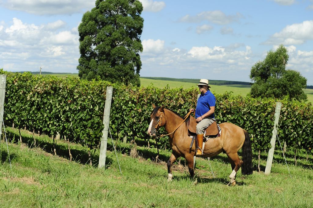 galvao bueno montado cavalo crioulo