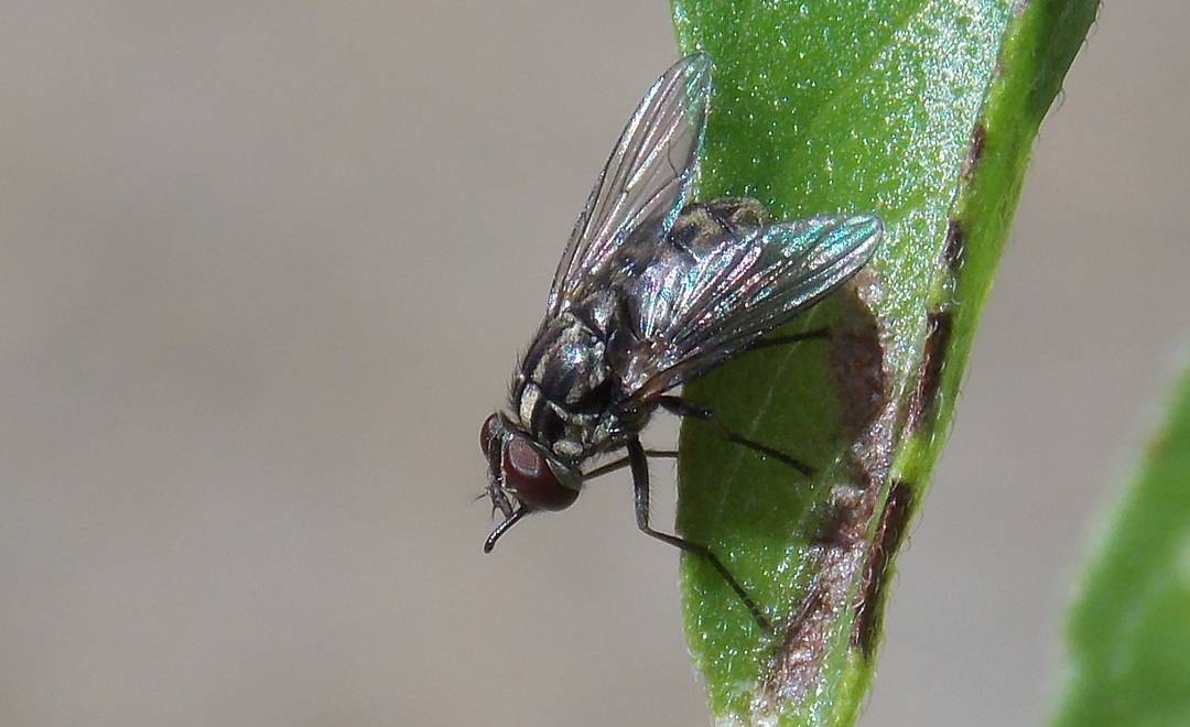 mosca dos estabulos no gado