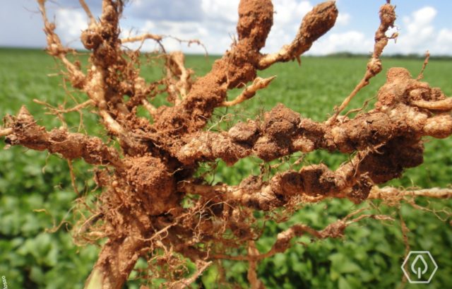nematoides da soja