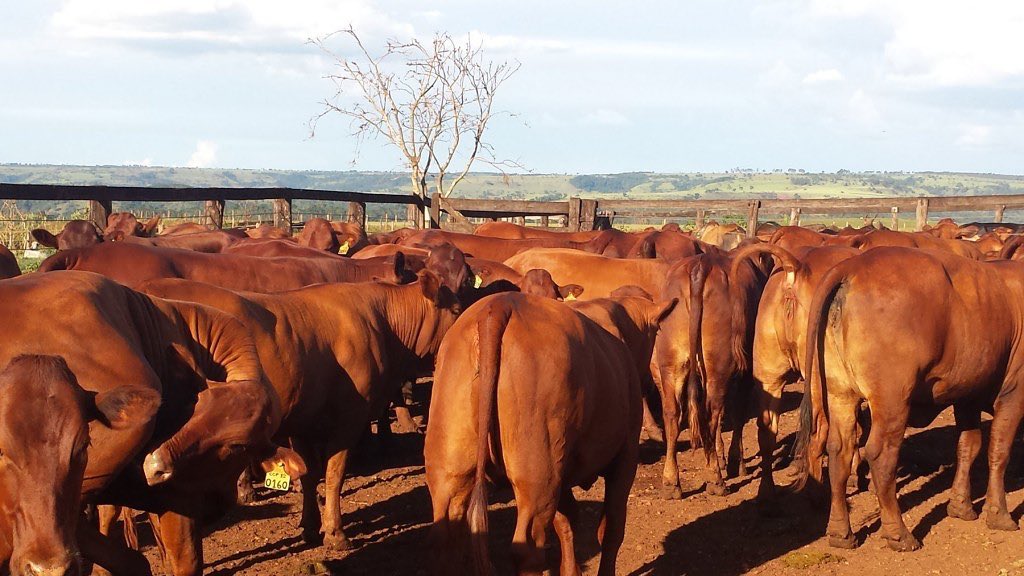 novilhas gordas da raca bonsmara 2