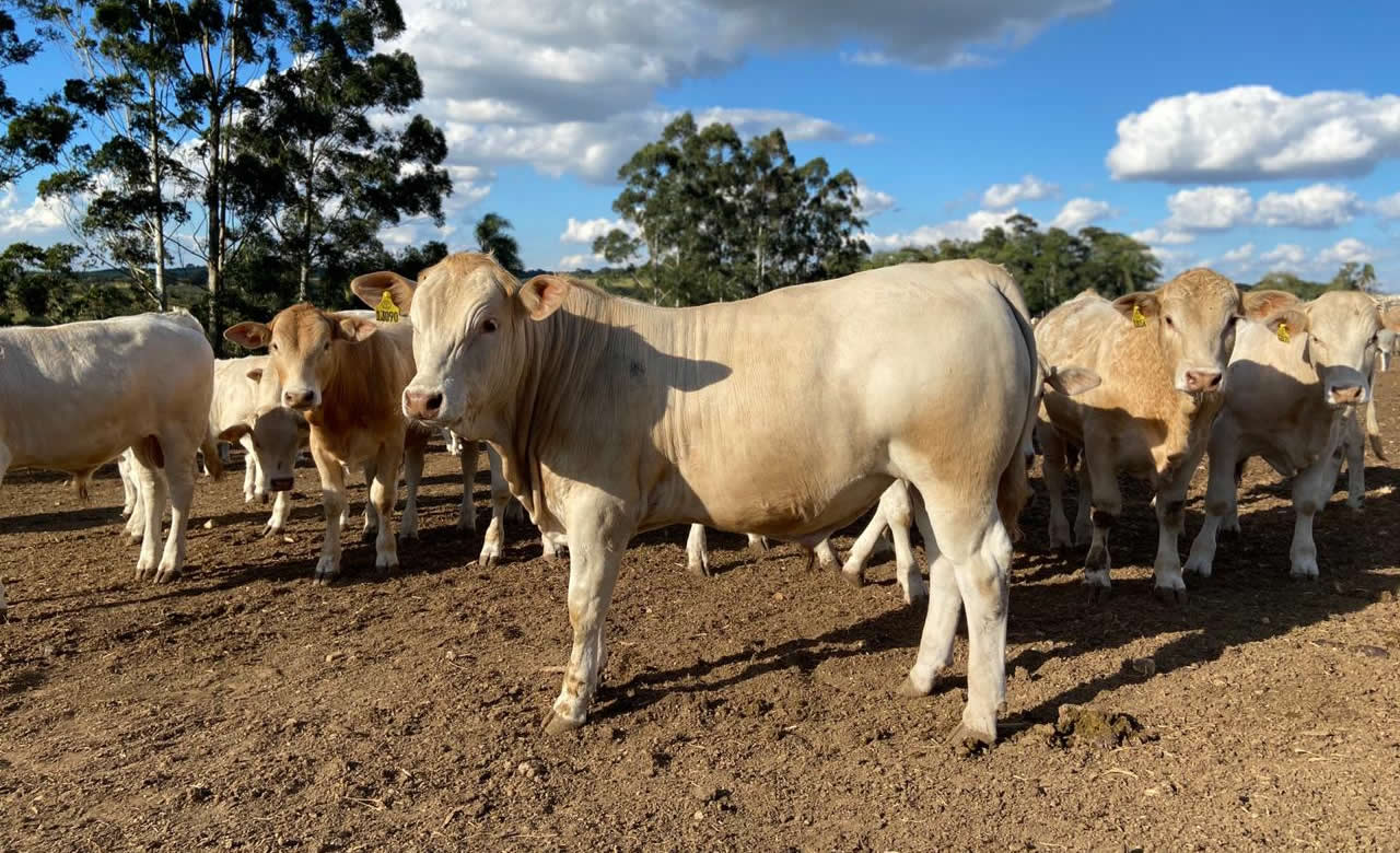 pcad canchim animais jovens para a prova