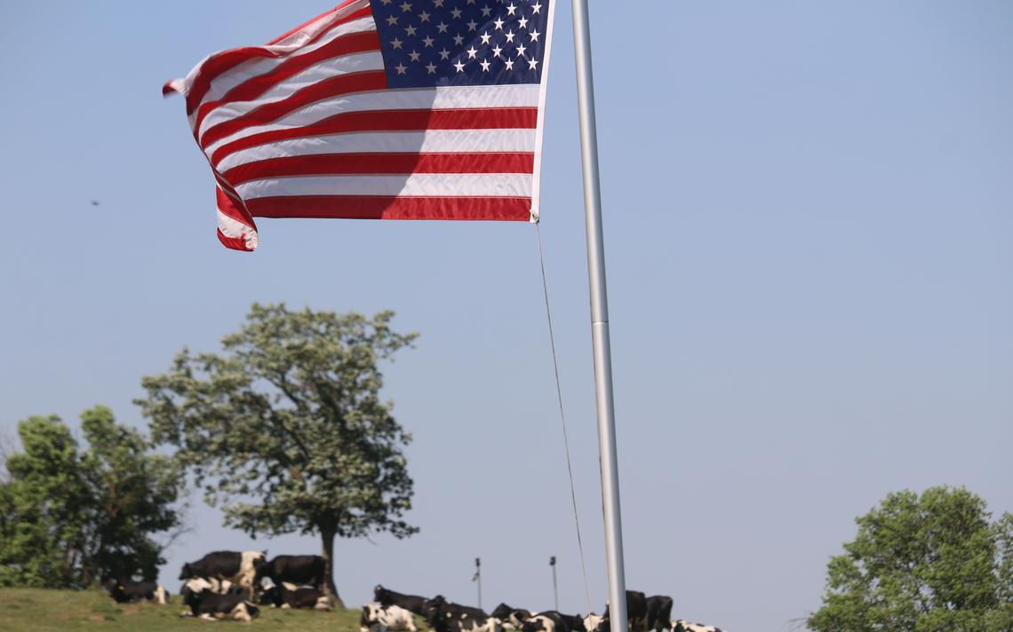 pecuaria nos estados unidos bandeira americana