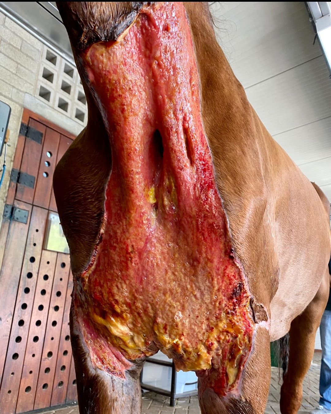 processo de necrose - cavalo recuperado